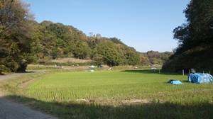 11112605_寺家ふるさと村.jpg